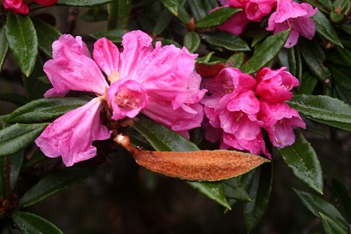  R. roxieanum aff. med rd blomst. Foto: Ole Jonny Larsen