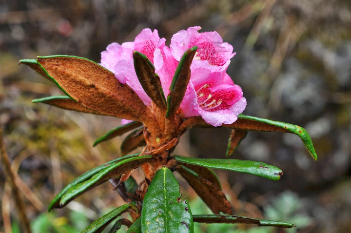  R. roxieanum aff. med rd blomst. Foto: Bent Ernebjerg