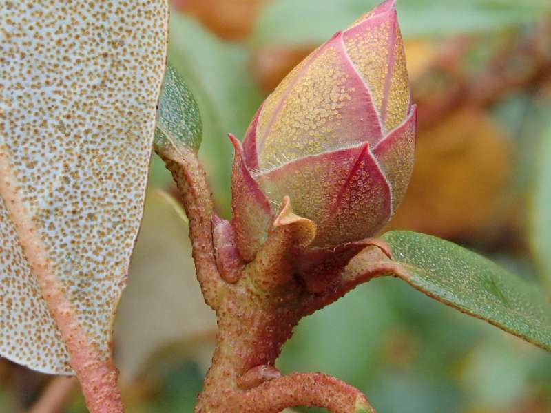  R. searsiae flower bud, Photo: Hans Eiberg