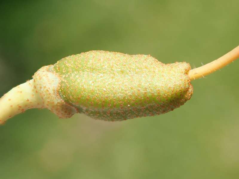  R. searsiae ovarie, Foto: Hans Eiberg