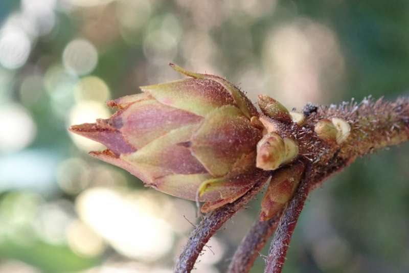  R. selense ssp. dasycladum, Kari Pass Yunnan. Photo: Hans Eiberg