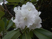 R. vernicosum ? in Sichuan