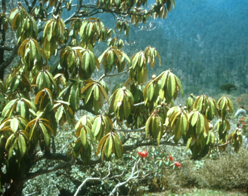  R. sikkimense ? in Sikkim 1994. Foto: Hans Eiberg