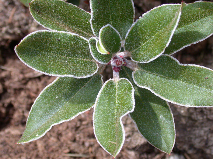  R. pseudochrysanthum silverrim form, photo: Hans Eiberg