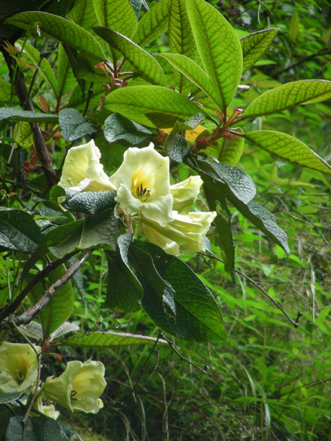 R. nuttallii / R. sinonuttallii from NW-Yunnan, photo: B. Ernebjerg