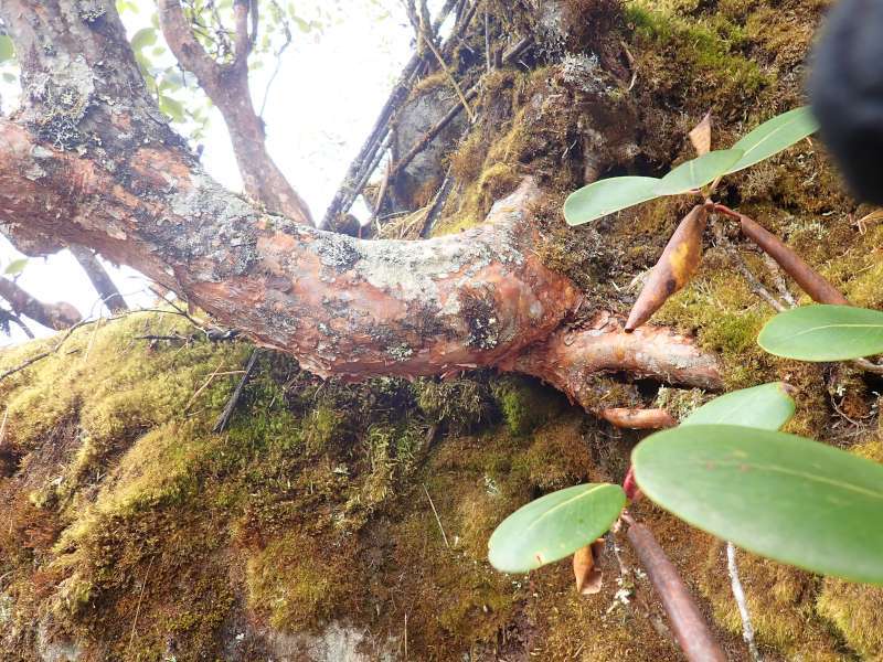  R. stewartianum at Bilou Pass in Yunnan, trunk, photo: Matti Huotari