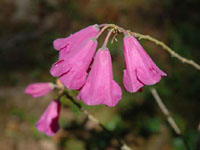 R. cinnabarinum ssp. tamaense. Photo: G. Wedemire