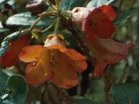 R. dichroanthum ssp. dichroanthum. Photo: Hans Eiberg