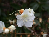 R. mucronulatum white, Foto: Hans Eiberg