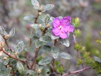 R. nivale ssp. boreale, Foto: Hans Eiberg