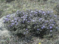 R. nivale ssp. boreale S-Sichuan 2010. Foto: Ingolf Bog