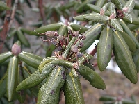 R. phaeochrysum var. agglutinatum, Foto: Rabideau