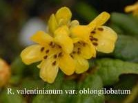 R. valentinianum var.oblongilobatum. Photo: Fearing