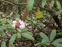 R. vesiculiferum. Photo: Australian Rhododendron Soc.
