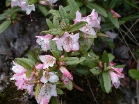 R. virgatum ssp. oleifolium. Foto: Hans Eiberg