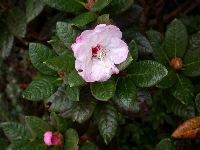 R. wasonii, rose form. Photo: Hans Eiberg