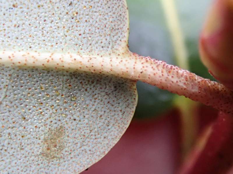  R. triflorum var. mahogiani leaf. Photo: Hans Eiberg