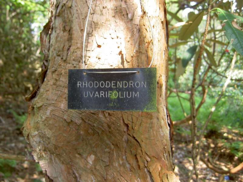  R. uvariifolium trunk in Scotland, photo: Jes Hansen
