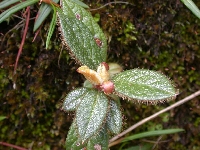  R. edgeworthii. Hrede frplanter fra Cang Shan