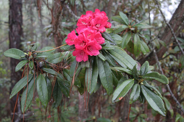  R. arboreum ssp. delavayi.  Photo: Ingolf Bog 