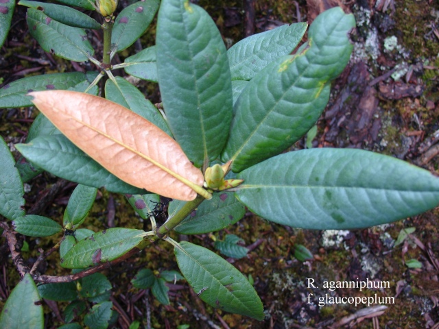 R. aganniphum/R. glaucopephum, leaves, Beima Shan. Photo: Ingolf Bog