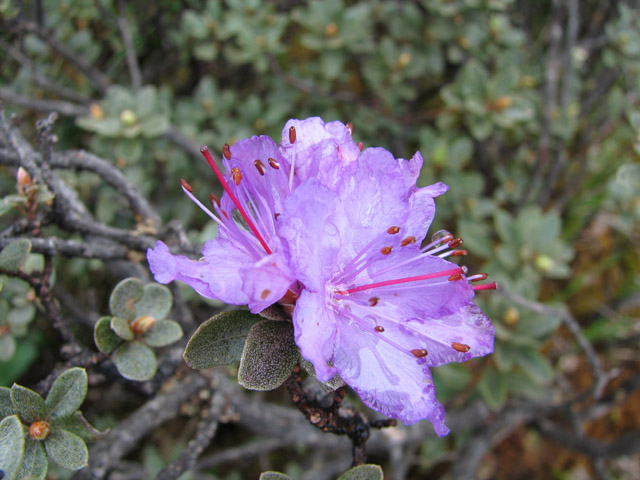  R. nivale ssp. boreale, Yunnan. Foto: I. Bog