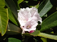  <i>R. uvarifolium</i> 