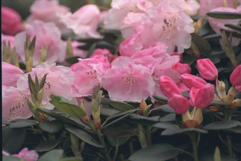  R. Cascaro. Foto: Rhododendronhaven