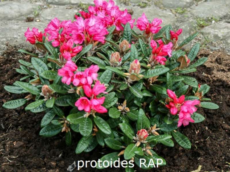  R. Rap , R. Calsas x R. proteoides</i> R151. Foto: Basta Planter 