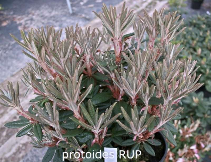 R. Rup, R. Calsas x R. proteoides</i> R151