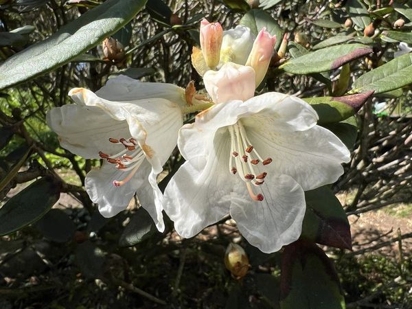  R. eudoxum var. brunneifolium, photo: Jrgen Halse